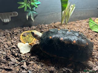 Tortoise reptiles Red foot tortoise - Advert 2