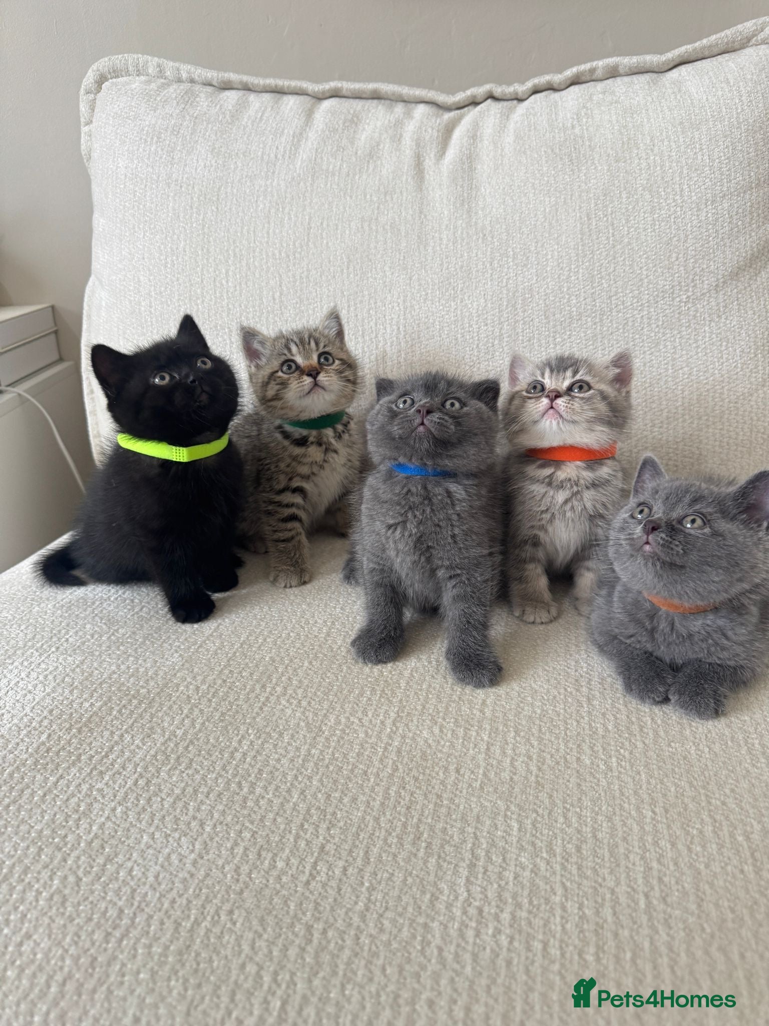 British Shorthair cats British shorthair kittens - Advert 1