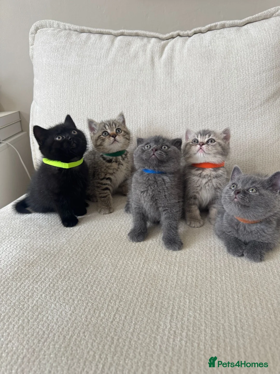 British Shorthair cats for sale: British shorthair kittens - Advert 1