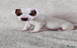 Jack Russell dogs for sale: Smooth coated tan and white jack russels  - Image 3
