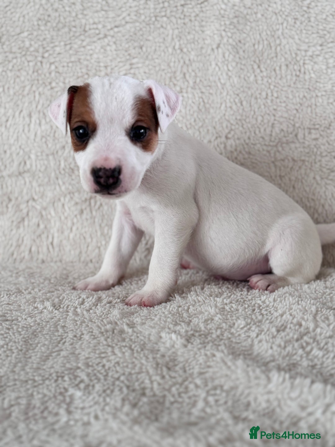 Jack Russell dogs for sale: Smooth coated tan and white jack russels  - Image 3