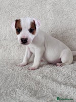 Jack Russell dogs Smooth coated tan and white jack russels - Advert 4