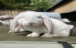 French Lop rabbits for sale: Last little girl looking for a forever home 💗 - Image 3