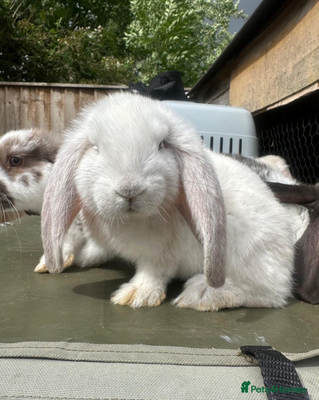 French Lop rabbits for sale: Last little girl looking for a forever home 💗 - Image 3