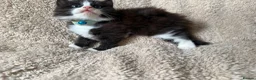Mixed Breed cats for sale: 5 playful kittens for sale  in Chelmsford - Advert 3