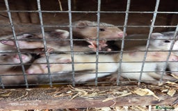 Ferret rodents for sale: 9 Ferrets for sale - Image 6