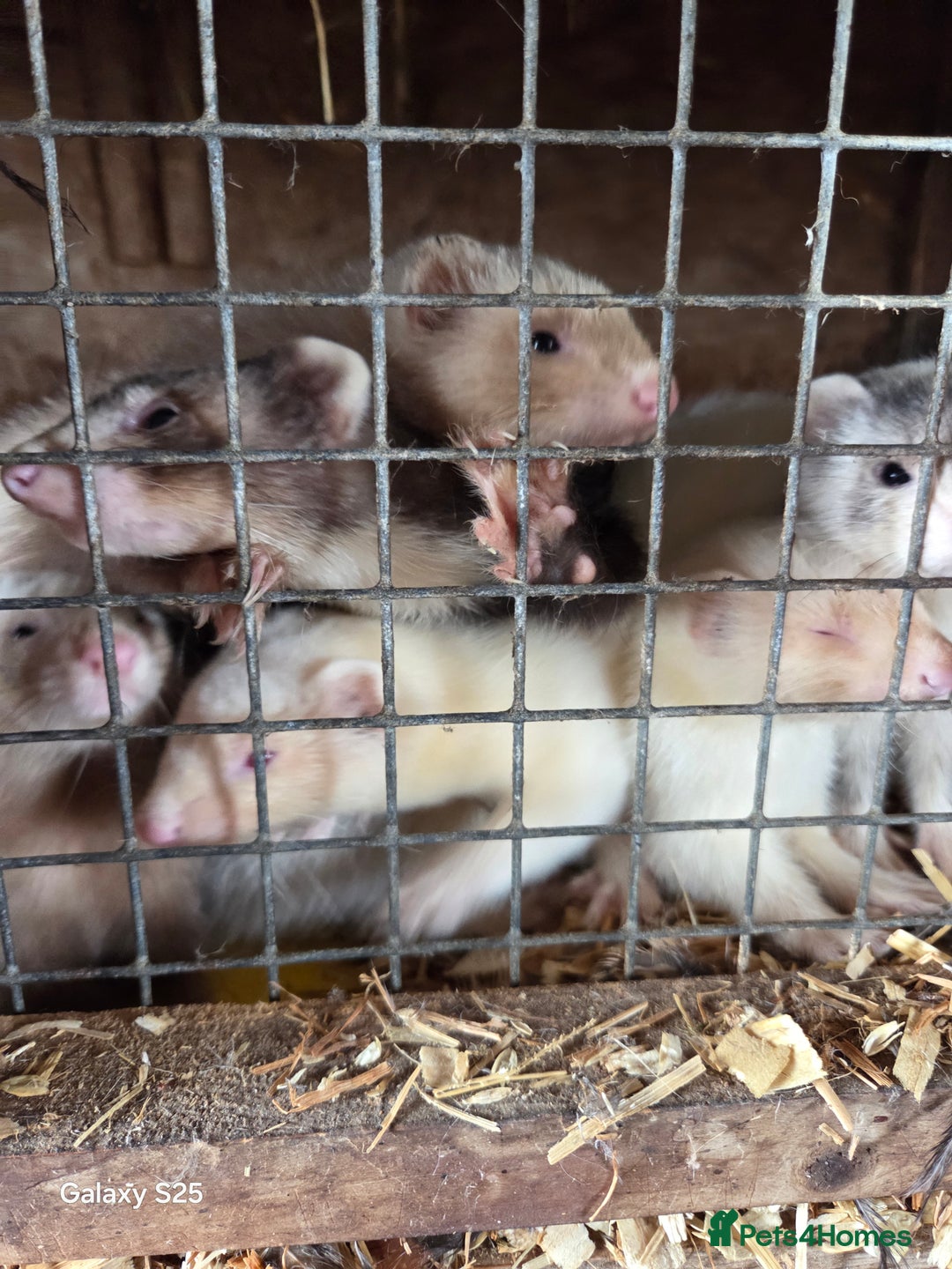 Ferret rodents for sale: 9 Ferrets for sale - Image 6