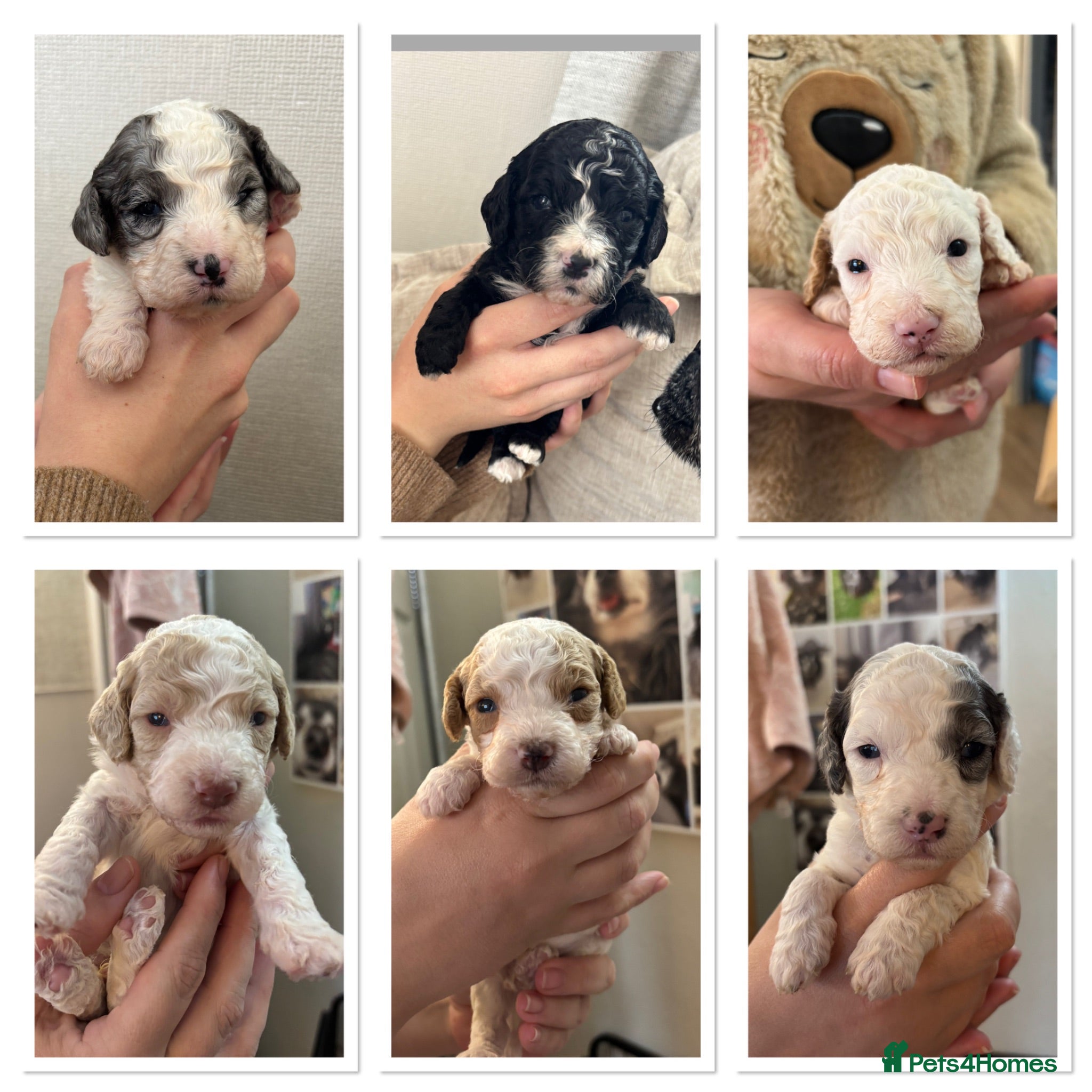 Cavapoo dogs Stunning extensively health tested cavapoo pups - Advert 13