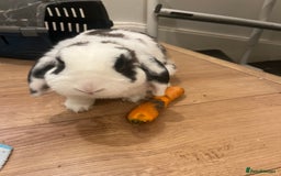 Dwarf Lop rabbits for sale: Pair of bonded male rabbits  - Image 2