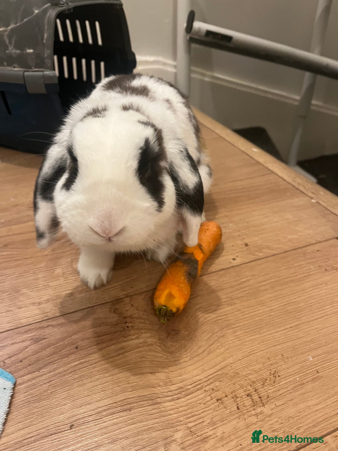 Dwarf Lop rabbits for sale: Pair of bonded male rabbits  - Image 2