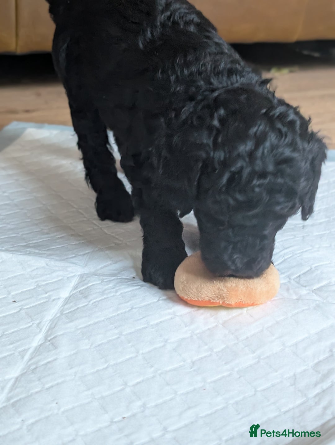 Maltipoo dogs for sale: Lola and Kenny's pups  - Advert 8