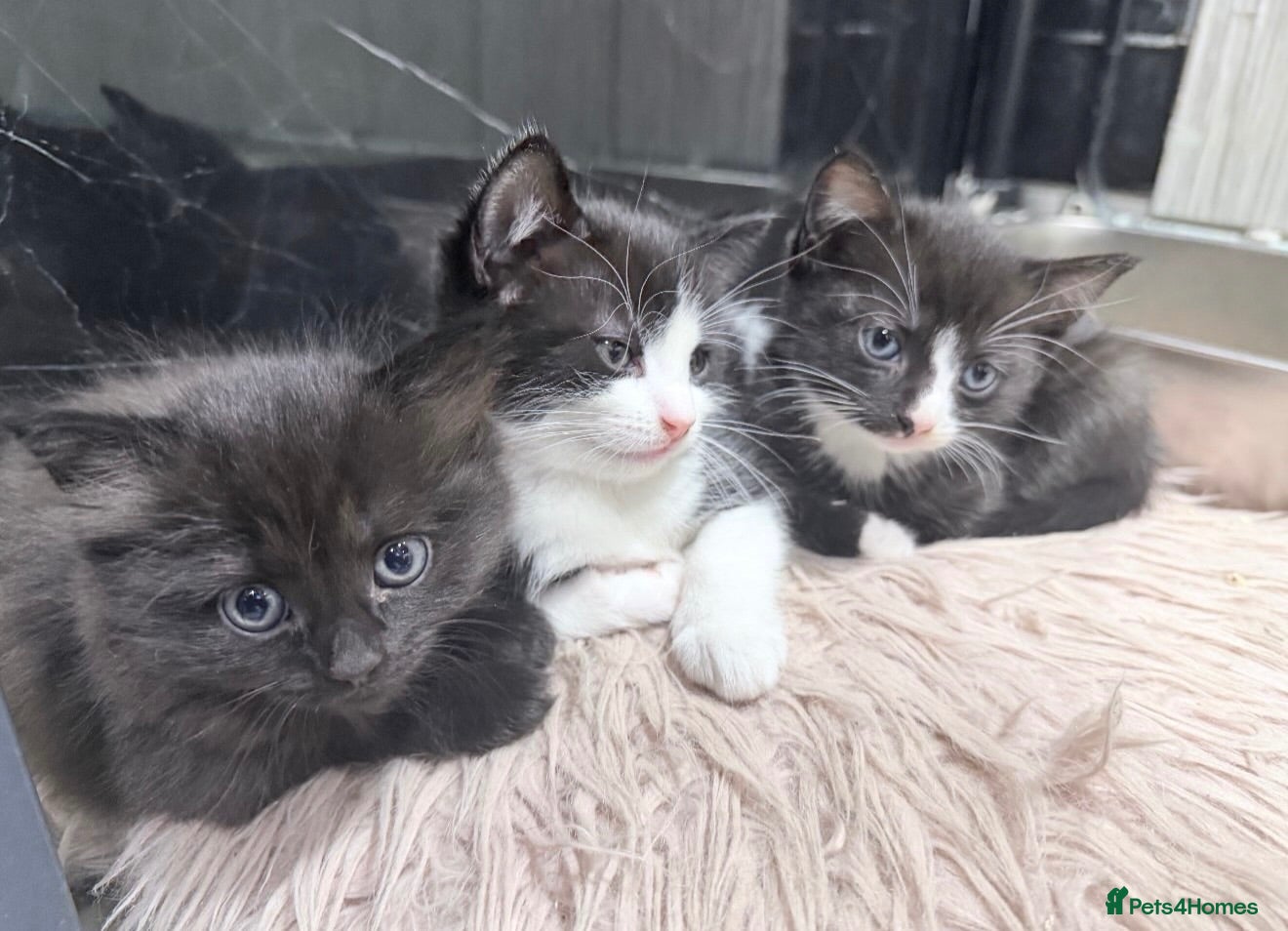 Domestic Shorthair cats Two Domestic Short Hair Kittens🐾 - Advert 2