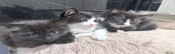 Domestic Shorthair cats for sale: Two Domestic Short Hair Kittens🐾 in Fakenham - Advert 1