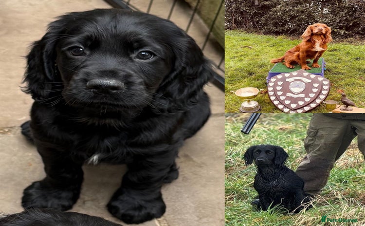 Cocker Spaniel dogs - Advert 8