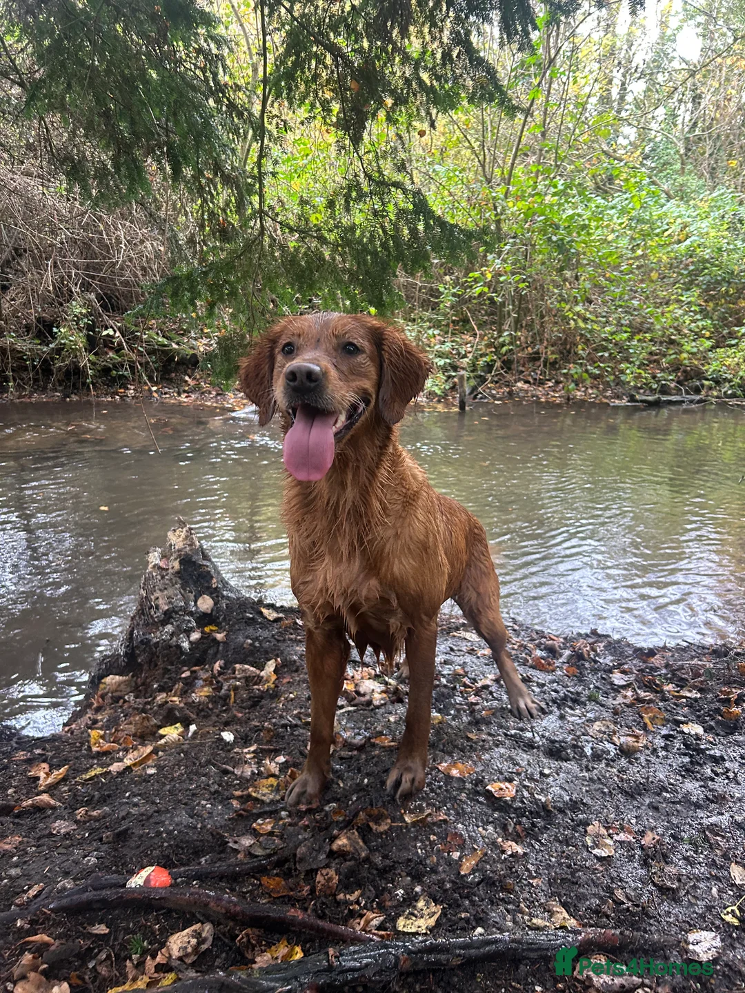 Golden Retriever dogs for sale: Stunning Dark Red Retreiver Pups  - Advert 4