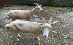 Goats livestock for sale: Golden gurnsey nanny’s  - Image 5