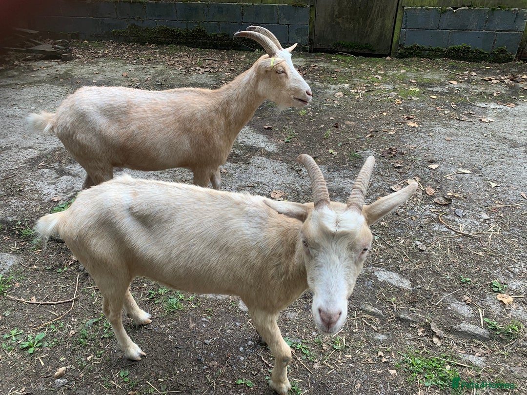 Goats livestock for sale: Golden gurnsey nanny’s  - Image 5
