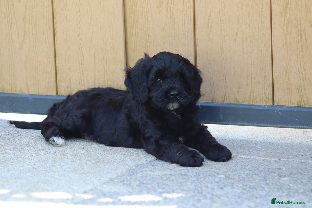 Cavapoo dogs for sale: Beautiful F1 Cavapoo puppies for sale - Image 22