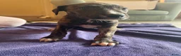 Lurcher dogs for sale: Beautiful Brindle puppies - Advert 20