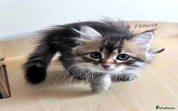 Siberian cats for sale: Beautiful purebred Siberian kittens-Hypoallergenic - Image 33