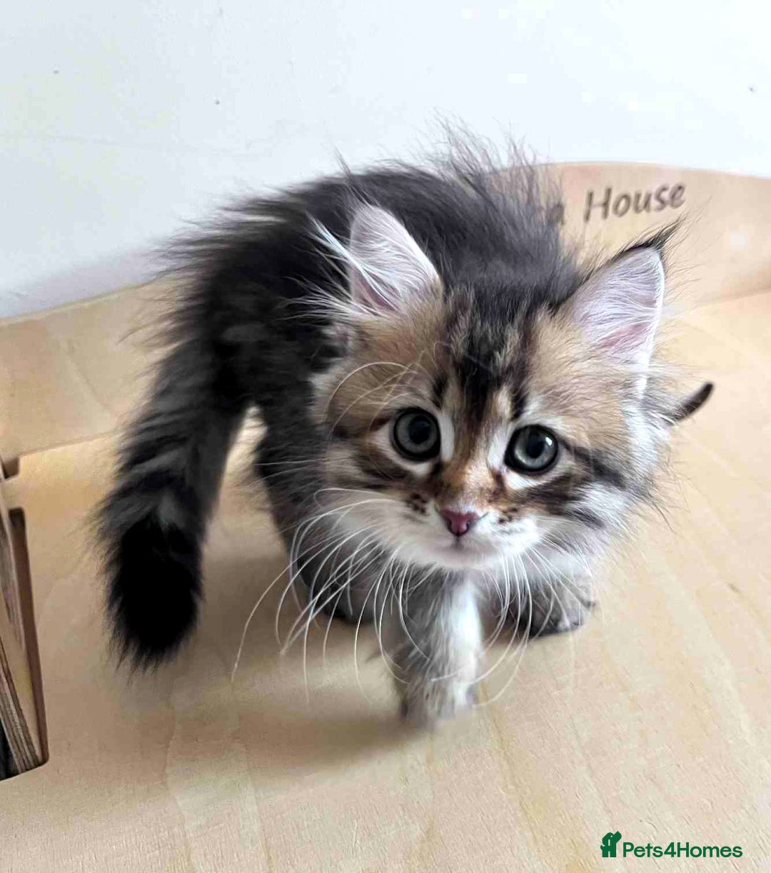 Siberian cats for sale: Beautiful purebred Siberian kittens-Hypoallergenic - Image 33