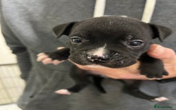 Mixed Breed dogs for sale: 3 Beautiful puppies looking for forever homes. - Advert 11