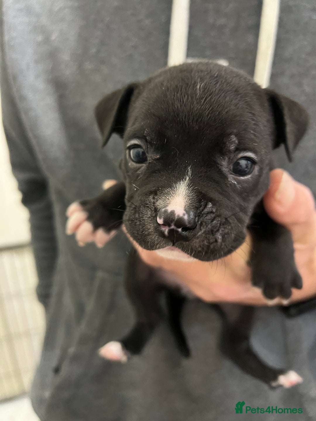 Mixed Breed dogs for sale: 3 Beautiful puppies looking for forever homes. - Advert 11