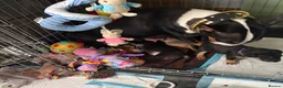 Bull Terrier dogs for sale: Beautiful puppy looking for forever home  - Advert 25