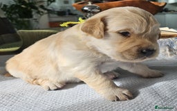 Golden Retriever dogs for sale: KC Registered Golden Retriever puppies - Image 10