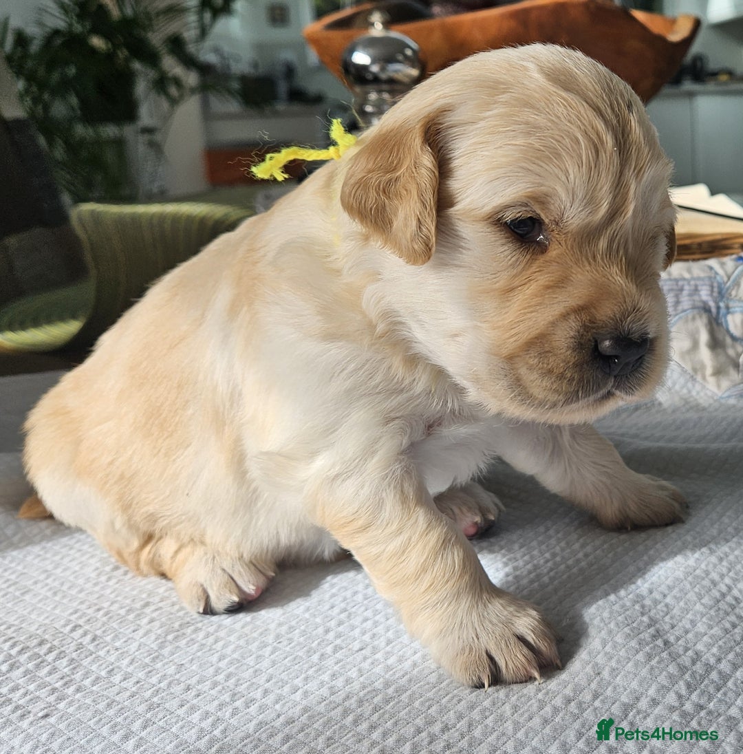 Golden Retriever dogs for sale: KC Registered Golden Retriever puppies - Image 10