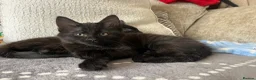 Domestic Shorthair cats for sale: Male kittens to go together 🐈‍⬛ 🐈‍⬛  - Advert 9