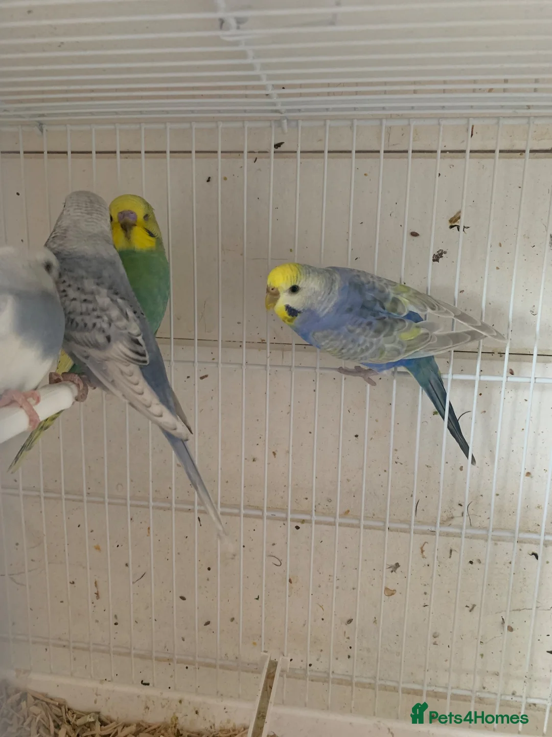 Budgerigars birds for sale: Budgies - Advert 2
