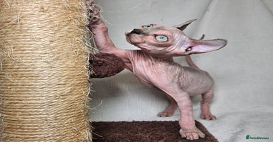 Sphynx cats - Advert 2