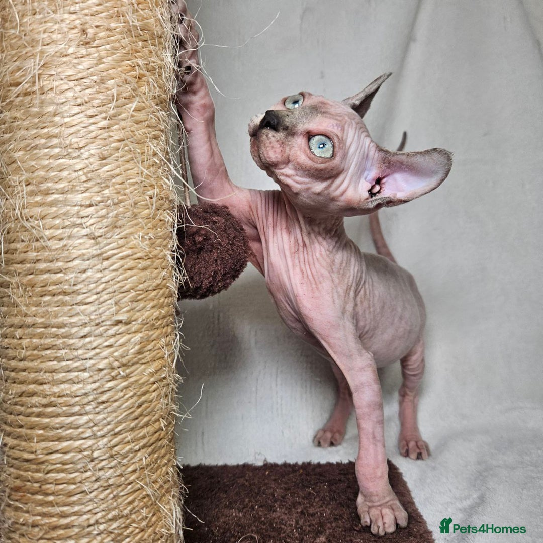 Sphynx cats for sale: Charming Tortie Kitten with TICA is ready now! - Image 3