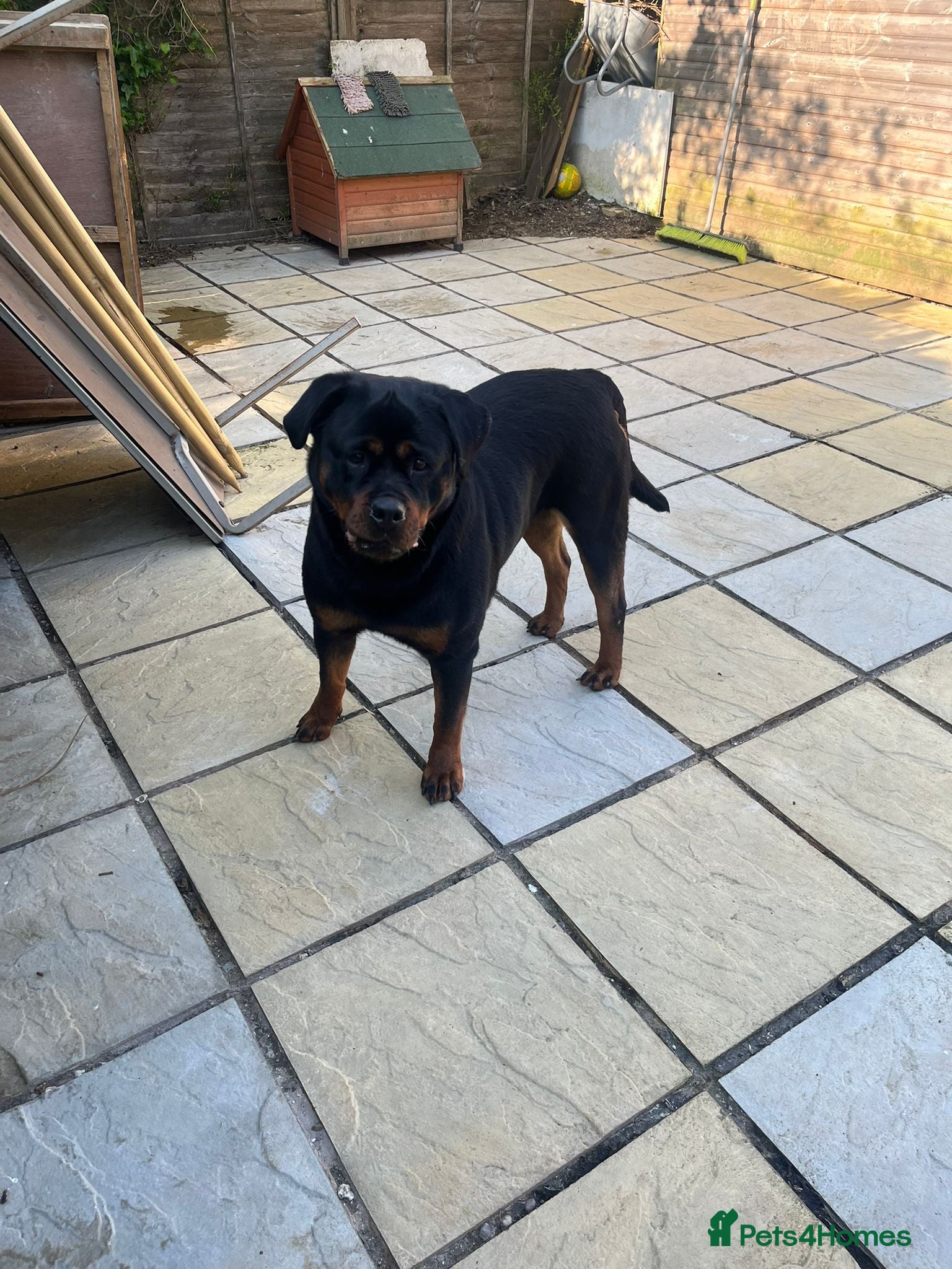 Rottweiler dogs 3yr old female rottweiler  - Advert 1