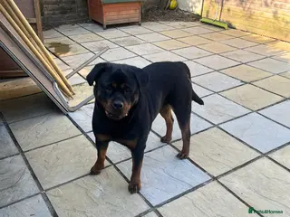 Rottweiler dogs 3yr old female rottweiler - Advert 1