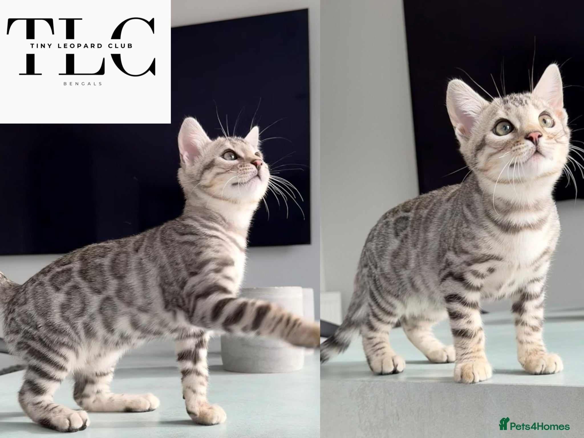 Bengal cats 🩶 TICA Bengal Kittens 🩶 Full Pedigree in Silver - Advert 3