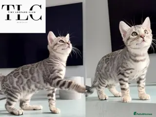 Bengal cats 🩶 TICA Bengal Kittens 🩶 Full Pedigree in Silver - Advert 5
