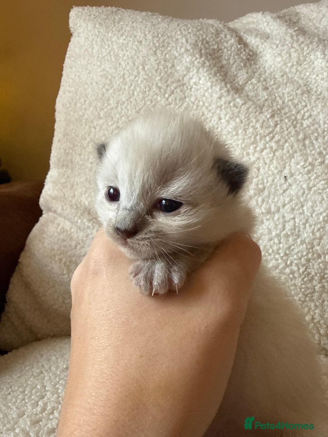 Ragdoll cats for sale: 🥰 blue Ragdolls 🥰 - Advert 11