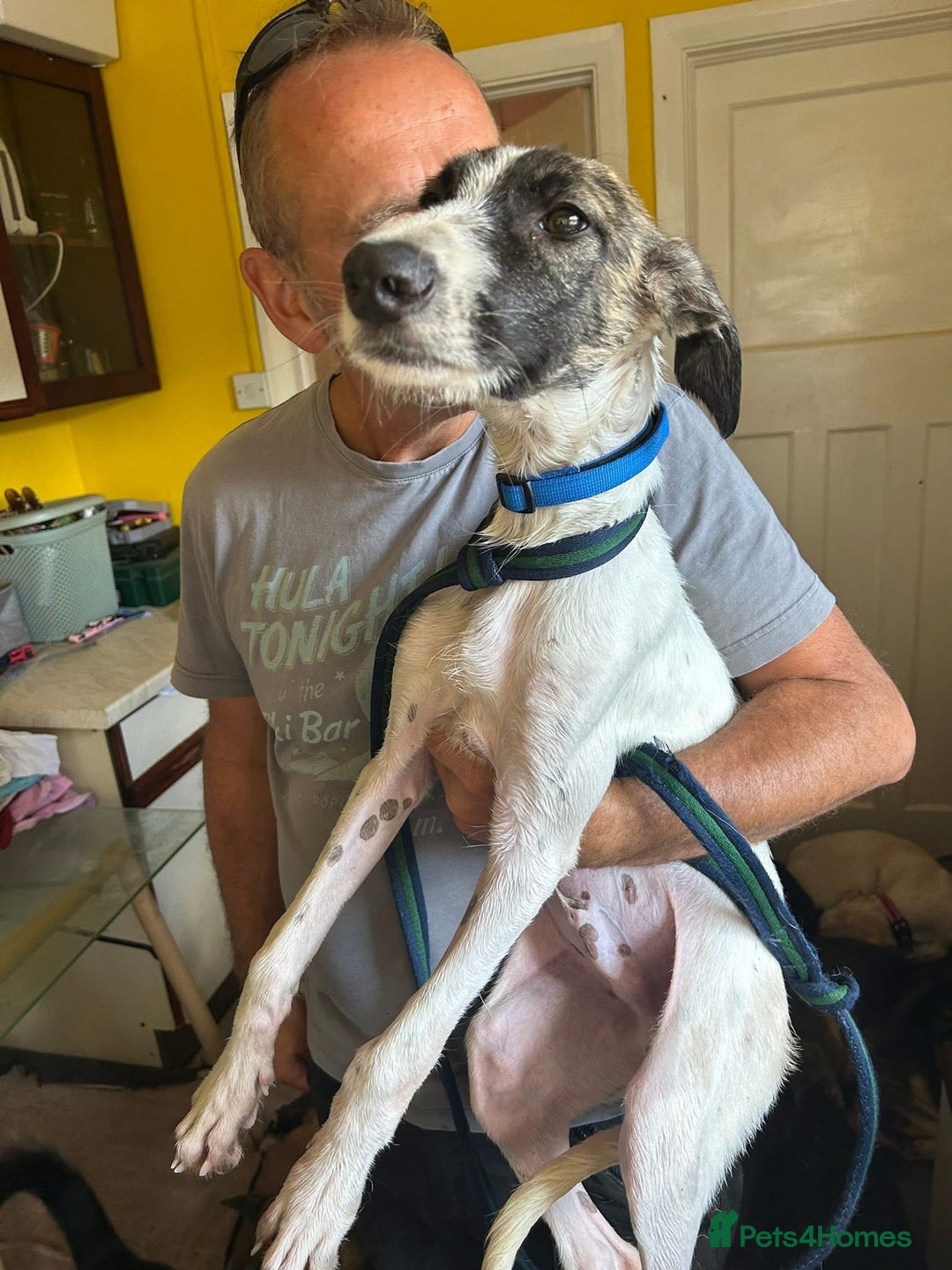 Mixed Breed dogs for adoption: Donut - Norwich Norfolk  - Image 3