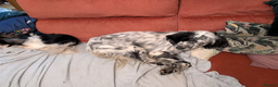 English Setter dogs for adoption: Korro - Advert 2