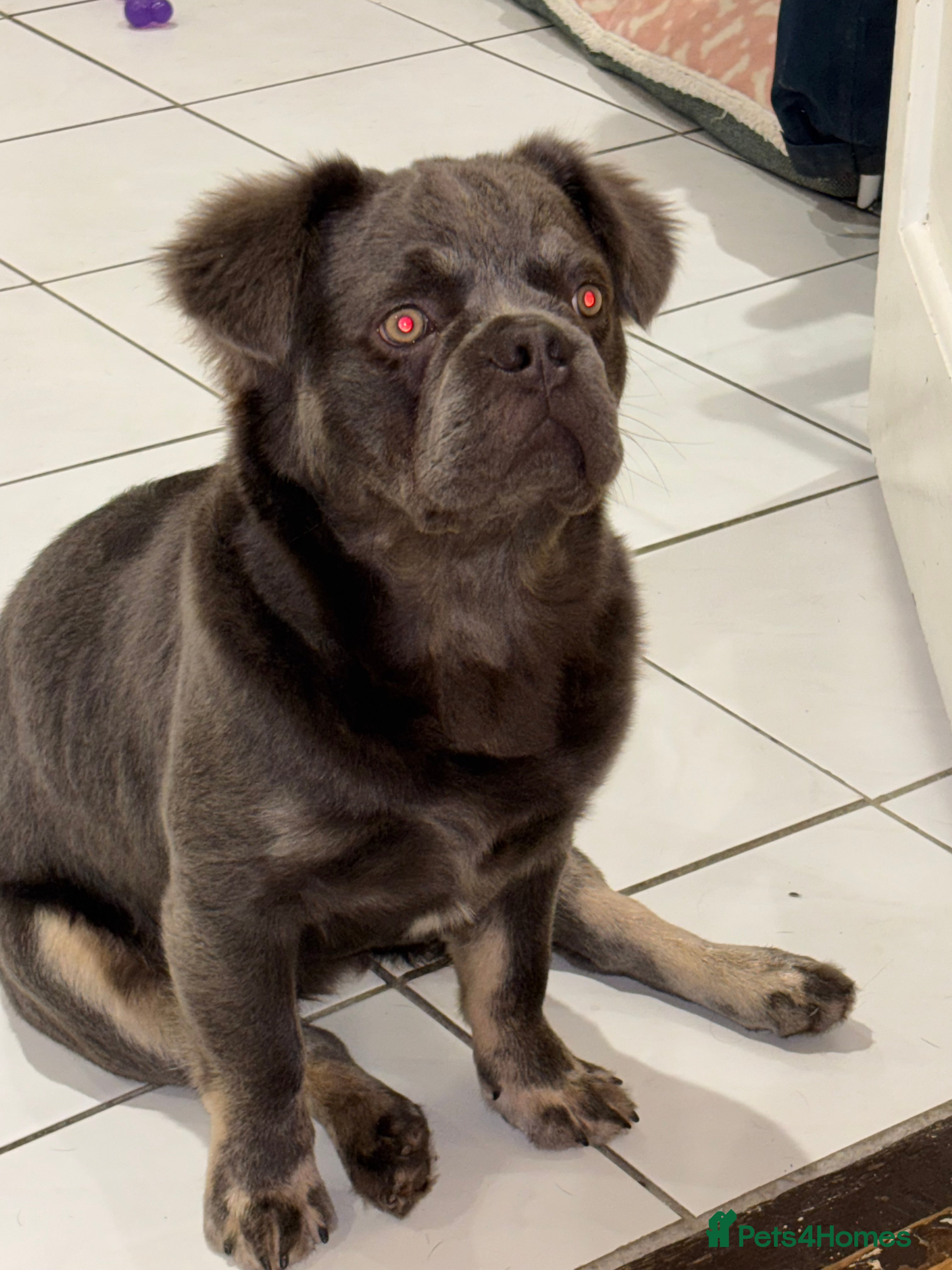 French Bulldog dogs Blue fluffy frenchie - Advert 4