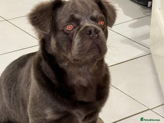 French Bulldog dogs Blue fluffy frenchie - Advert 5