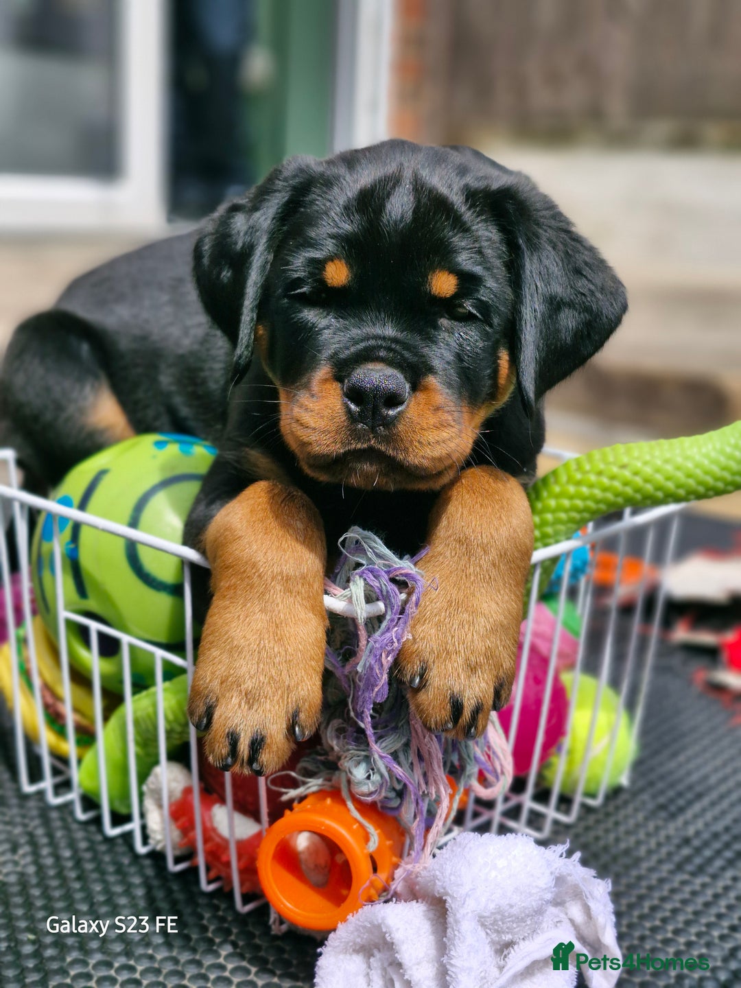 Rottweiler dogs for sale: (KC) REX & DELLAS FINAL LITTER OF QUALITY PUPS - Advert 35