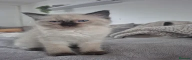 Ragdoll 3