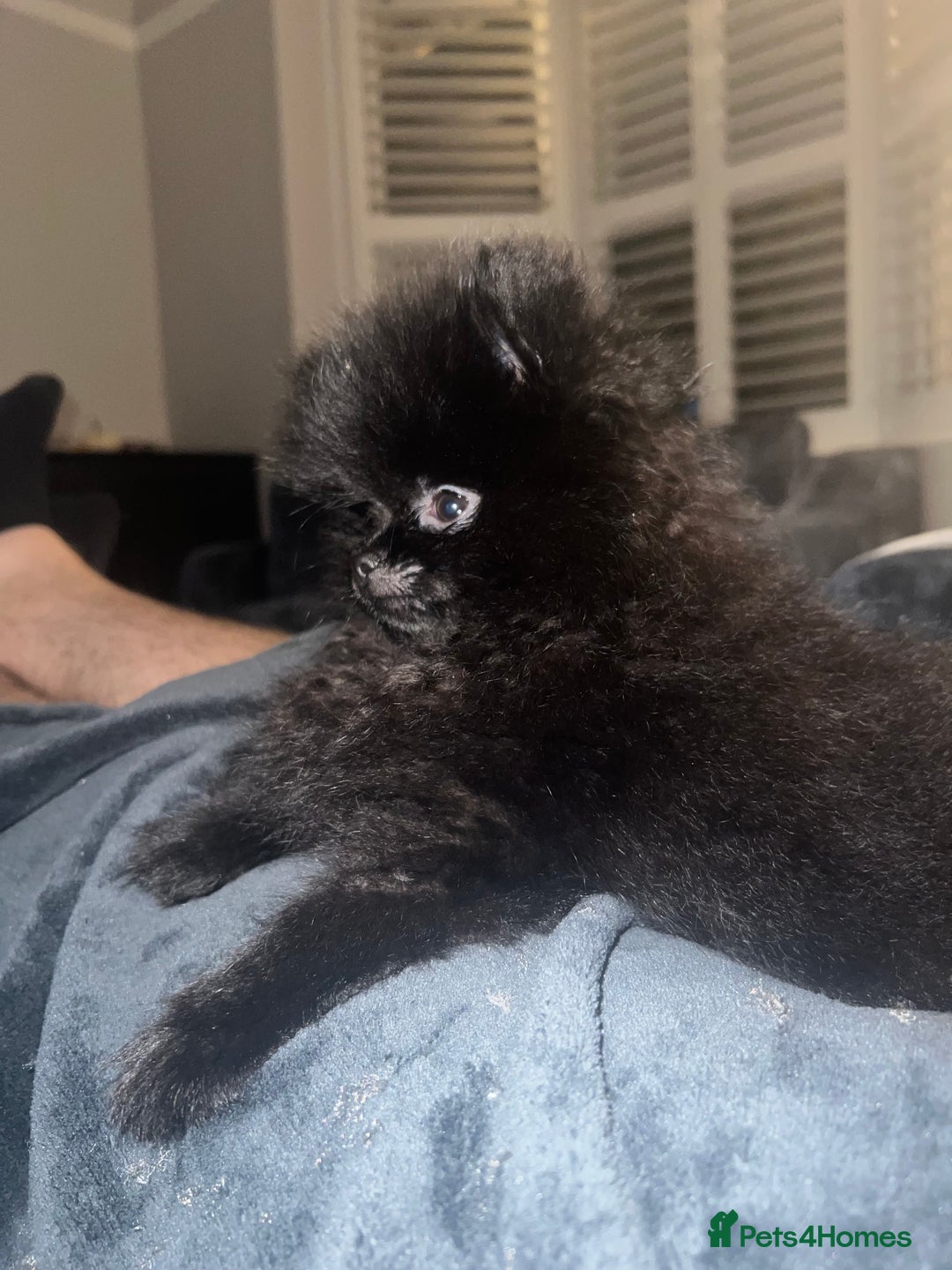 Pomeranian dogs for sale: Black Beauty - Advert 4