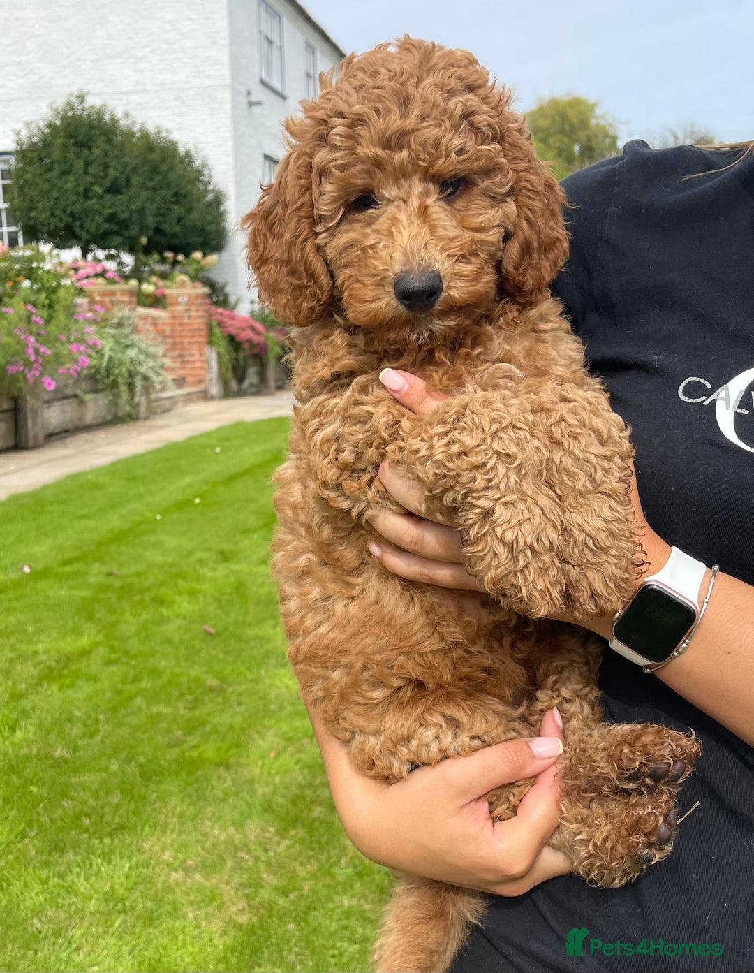 Australian Labradoodle dogs for sale: Stunning Australian Labradoodles  - Image 9