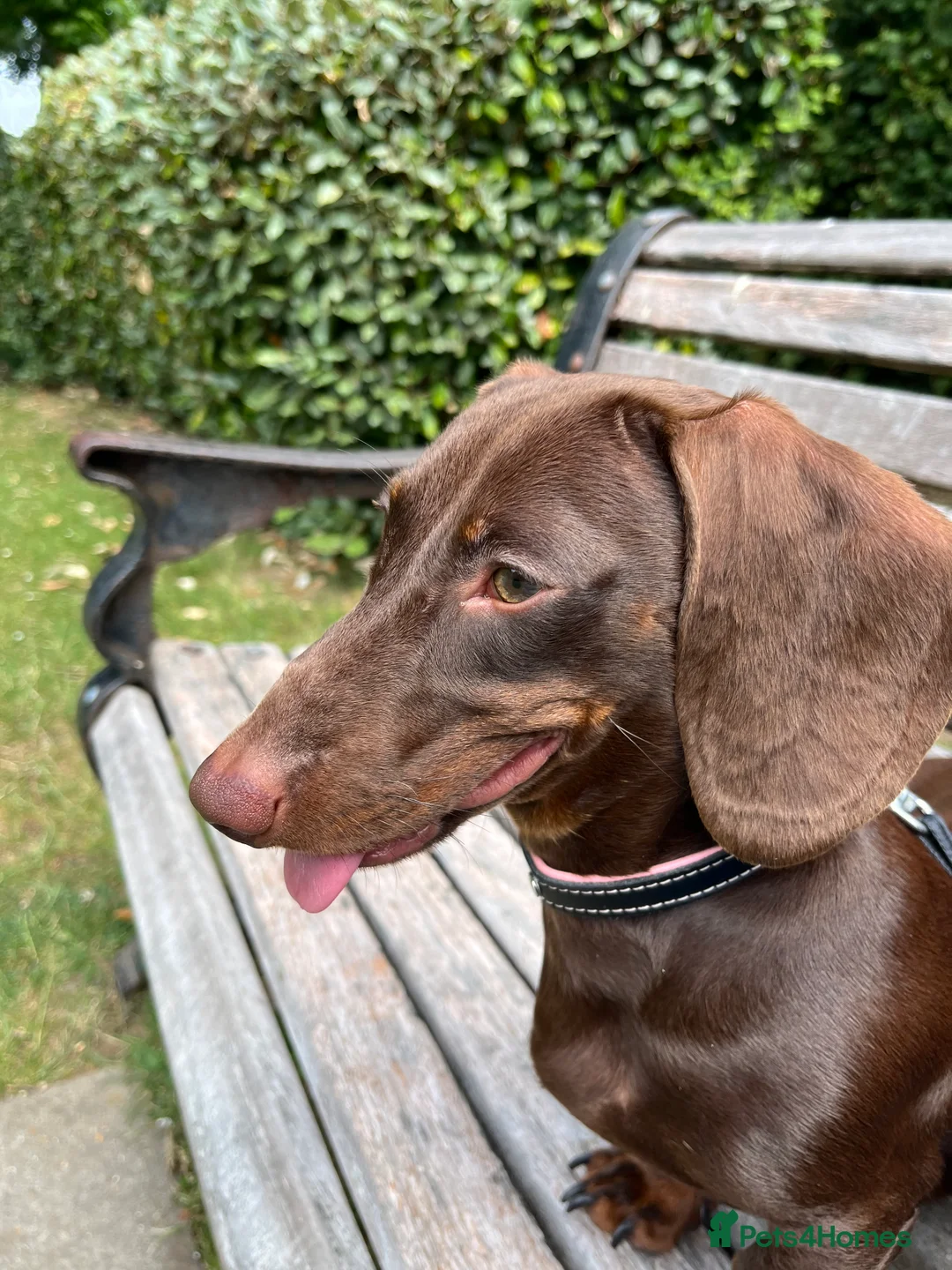 Miniature Dachshund dogs for sale: Looking for new home  - Advert 2