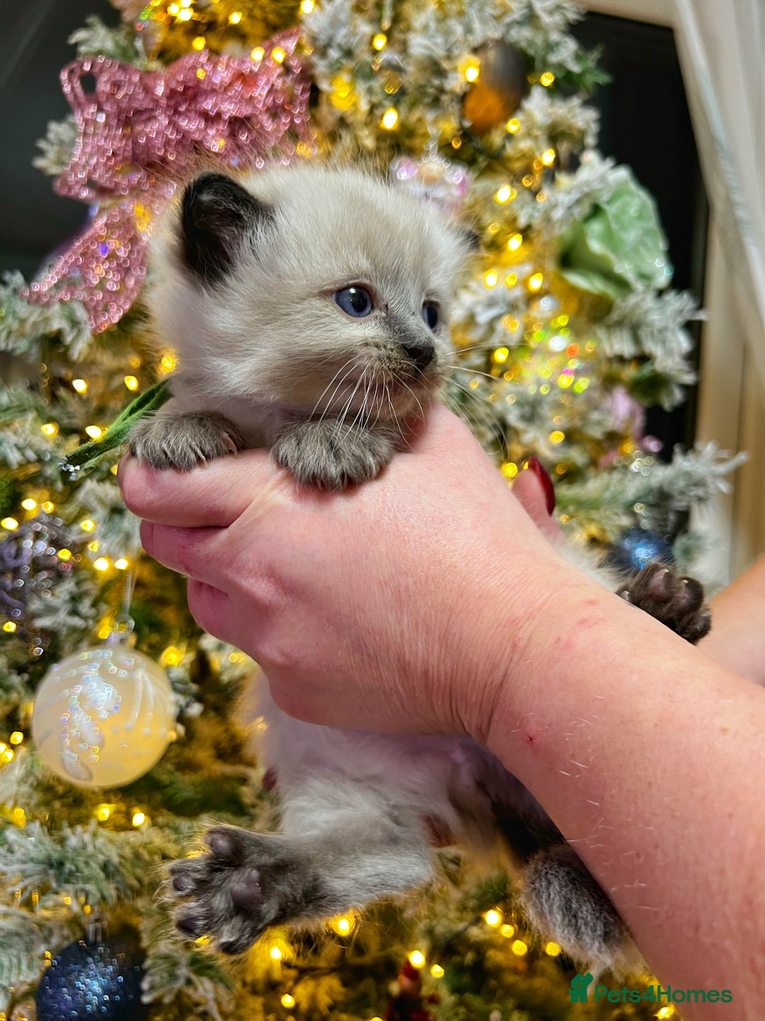 Ragdoll cats for sale: Ragdoll kittens blue point and seal point  - Advert 9