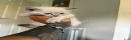 Ragdoll cats for sale: RAGDOLL X KITTENS FOR SALE - Advert 10